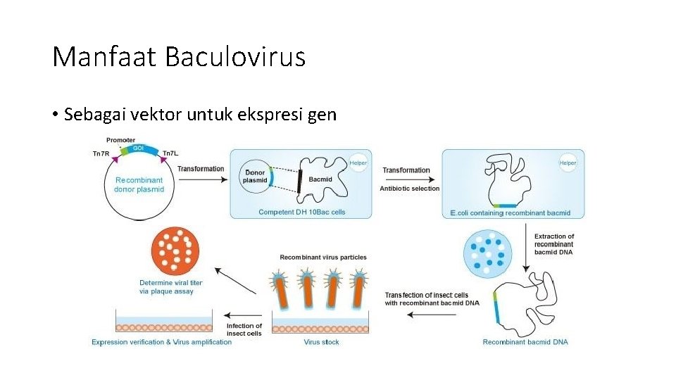 Manfaat Baculovirus • Sebagai vektor untuk ekspresi gen 