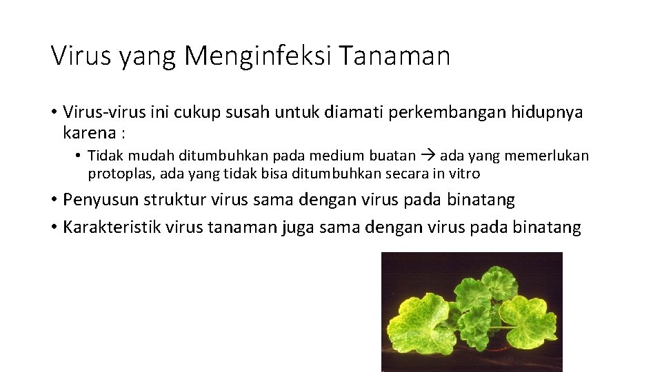 Virus yang Menginfeksi Tanaman • Virus-virus ini cukup susah untuk diamati perkembangan hidupnya karena