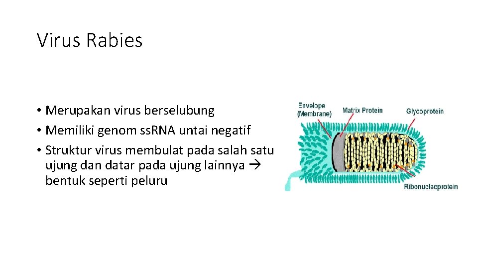 Virus Rabies • Merupakan virus berselubung • Memiliki genom ss. RNA untai negatif •