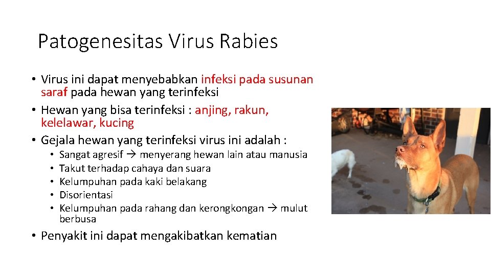 Patogenesitas Virus Rabies • Virus ini dapat menyebabkan infeksi pada susunan saraf pada hewan