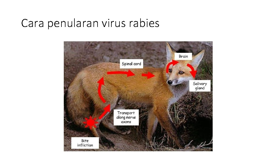 Cara penularan virus rabies 