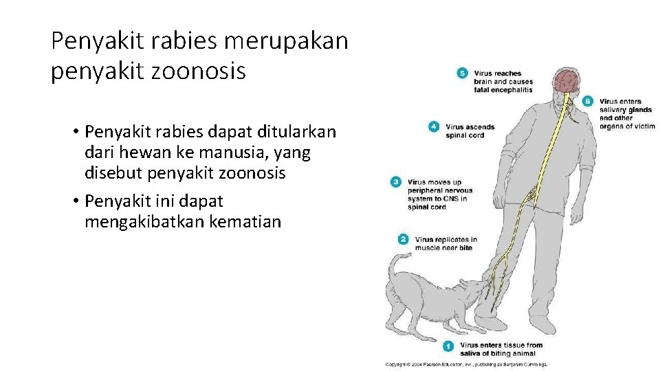 Penyakit rabies merupakan penyakit zoonosis • Penyakit rabies dapat ditularkan dari hewan ke manusia,