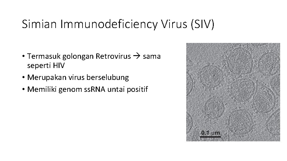 Simian Immunodeficiency Virus (SIV) • Termasuk golongan Retrovirus sama seperti HIV • Merupakan virus