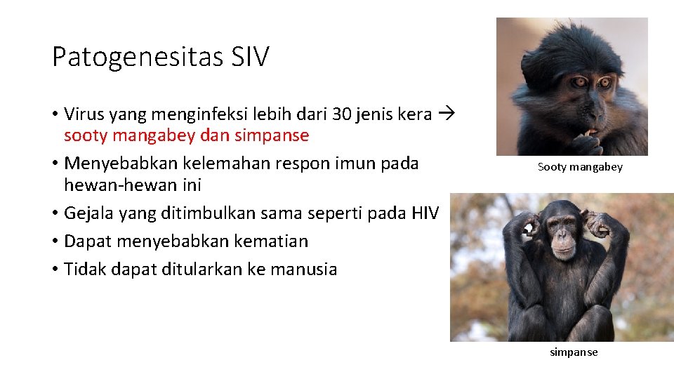 Patogenesitas SIV • Virus yang menginfeksi lebih dari 30 jenis kera sooty mangabey dan