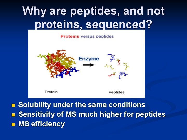 Why are peptides, and not proteins, sequenced? n n n Solubility under the same