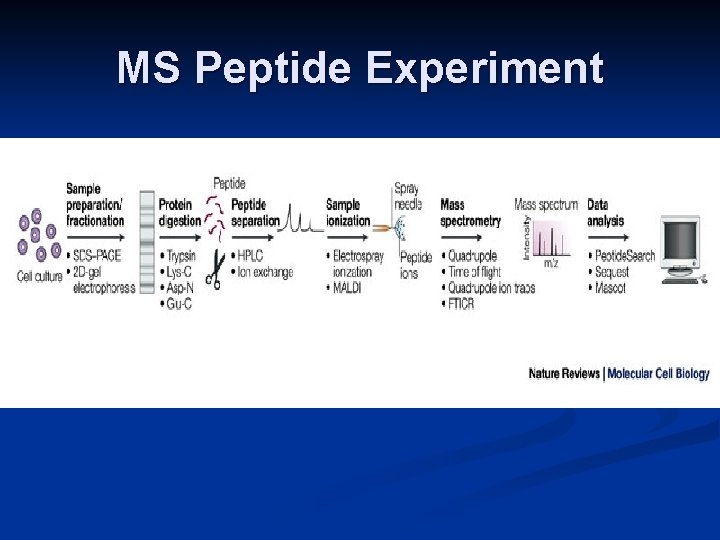 MS Peptide Experiment 