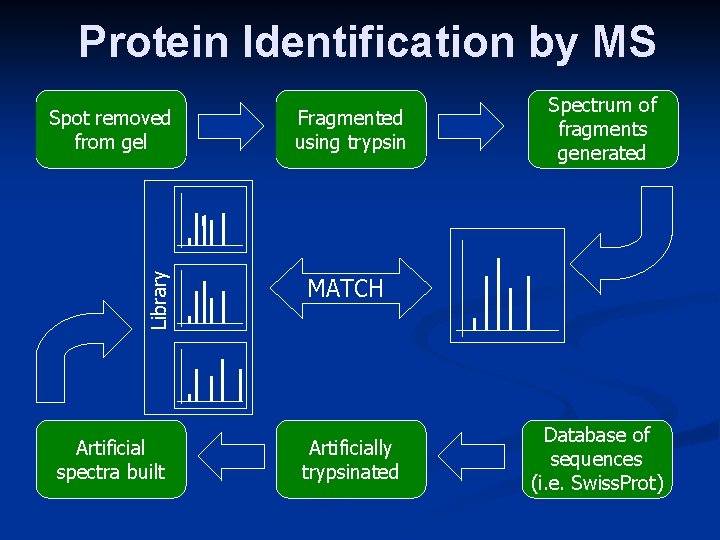 Protein Identification by MS Library Spot removed from gel Artificial spectra built Fragmented using