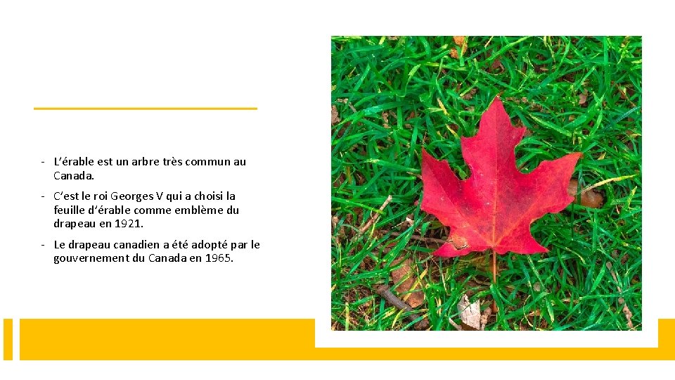 - L’érable est un arbre très commun au Canada. - C’est le roi Georges