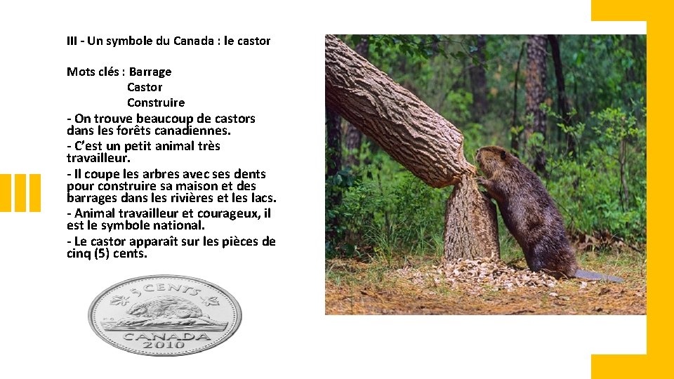III - Un symbole du Canada : le castor Mots clés : Barrage Castor
