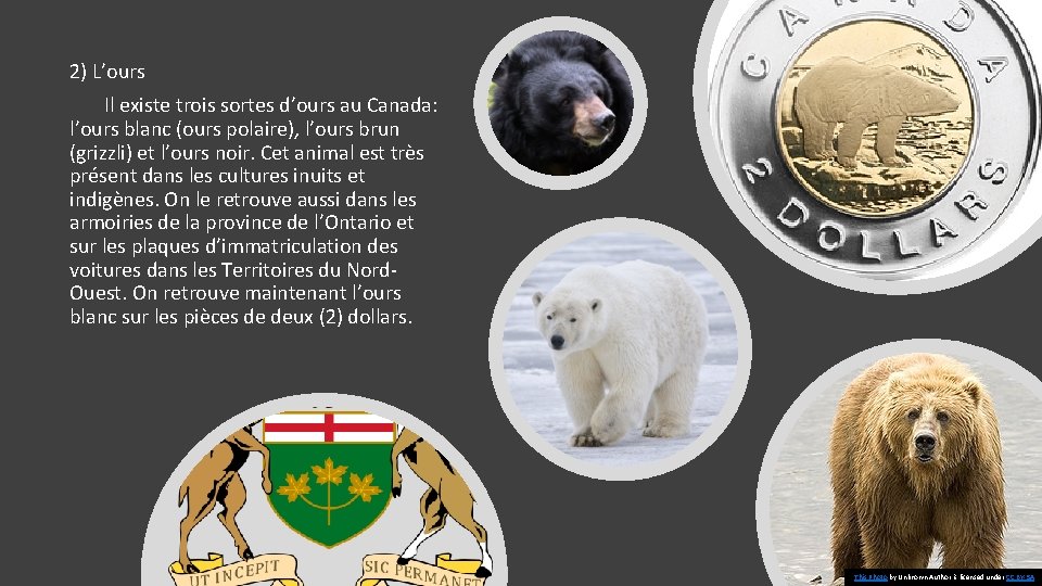 2) L’ours Il existe trois sortes d’ours au Canada: l’ours blanc (ours polaire), l’ours