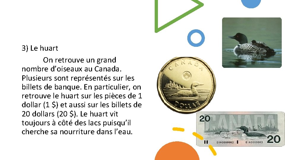 3) Le huart On retrouve un grand nombre d’oiseaux au Canada. Plusieurs sont représentés