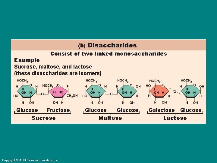 (b) Disaccharides Consist of two linked monosaccharides Example Sucrose, maltose, and lactose (these disaccharides