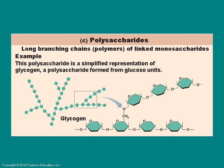 (c) Polysaccharides Long branching chains (polymers) of linked monosaccharides Example This polysaccharide is a