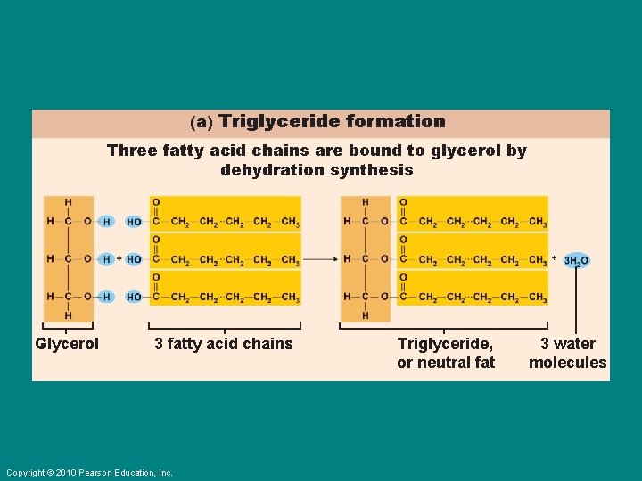 (a) Triglyceride formation Three fatty acid chains are bound to glycerol by dehydration synthesis