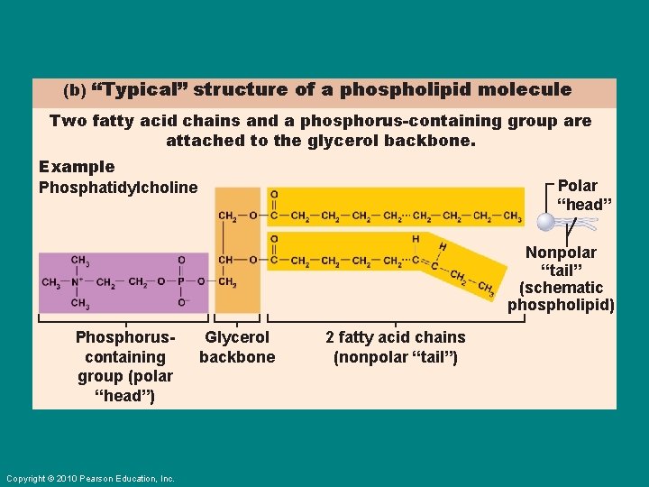 (b) “Typical” structure of a phospholipid molecule Two fatty acid chains and a phosphorus-containing