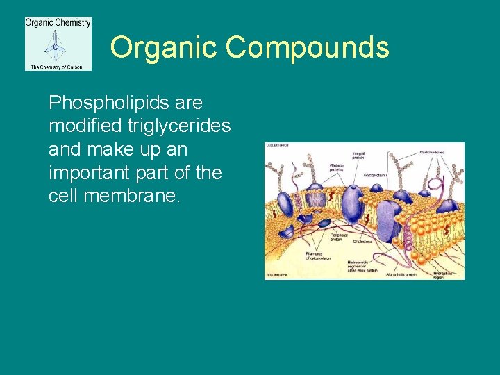 Organic Compounds Phospholipids are modified triglycerides and make up an important part of the