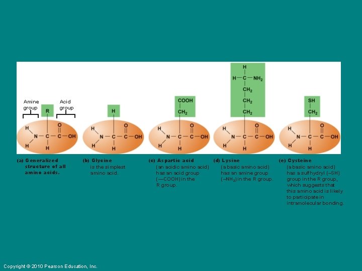 Amine group Acid group (a) Generalized structure of all amino acids. (b) Glycine is
