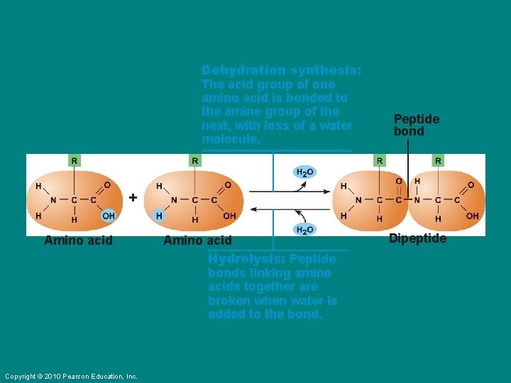 Dehydration synthesis: The acid group of one amino acid is bonded to the amine