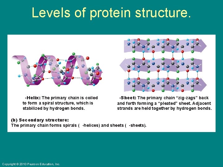 Levels of protein structure. a-Helix: The primary chain is coiled to form a spiral
