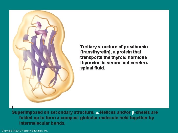 Tertiary structure of prealbumin (transthyretin), a protein that transports the thyroid hormone thyroxine in