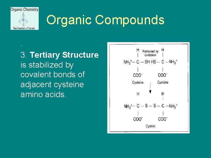 Organic Compounds. 3. Tertiary Structure is stabilized by covalent bonds of adjacent cysteine amino