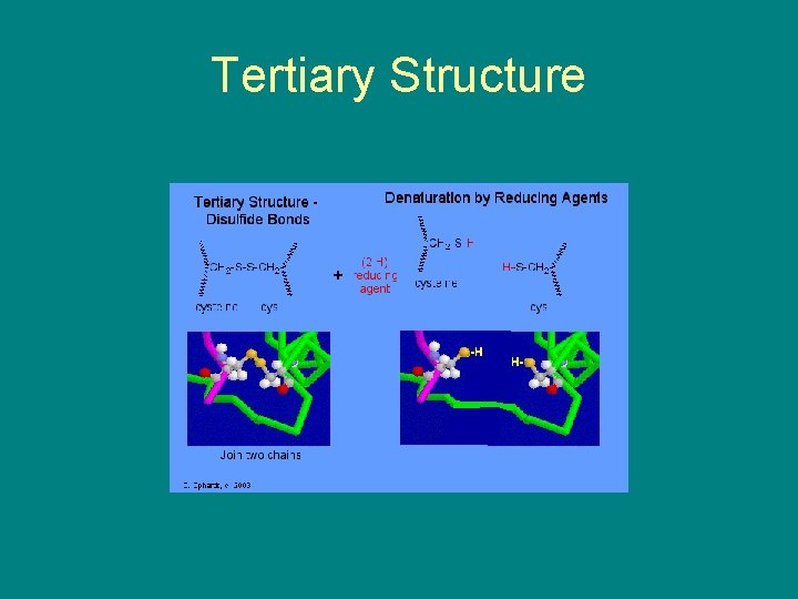 Tertiary Structure 