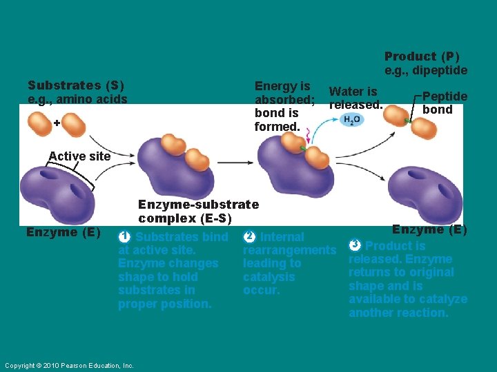 Substrates (S) e. g. , amino acids + Product (P) e. g. , dipeptide