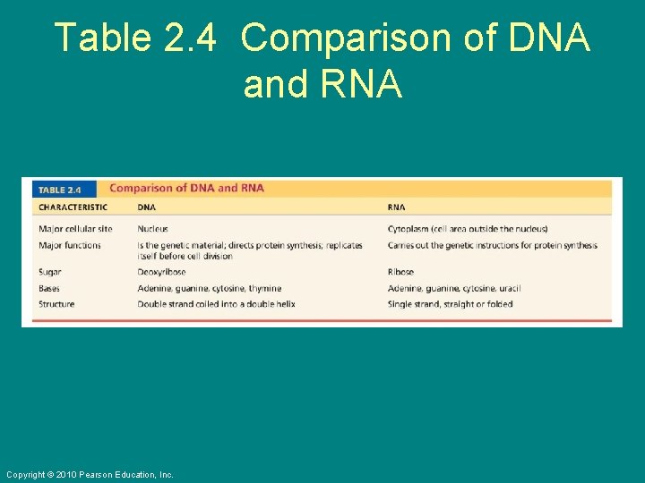 Table 2. 4 Comparison of DNA and RNA Copyright © 2010 Pearson Education, Inc.