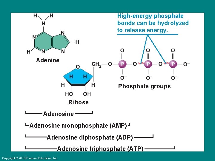 . High-energy phosphate bonds can be hydrolyzed to release energy. Adenine Phosphate groups Ribose