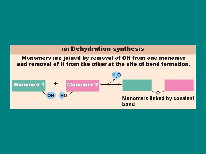 (a) Dehydration synthesis Monomers are joined by removal of OH from one monomer and