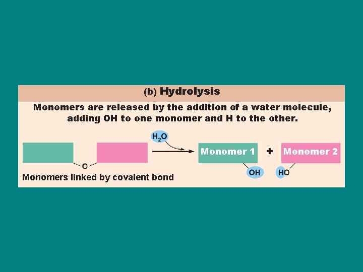 (b) Hydrolysis Monomers are released by the addition of a water molecule, adding OH