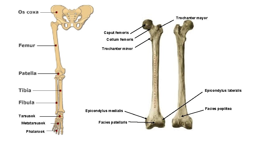 Trochanter mayor Caput femoris Collum femoris Trochanter minor Epicondylus lateralis Epicondylus medialis Tarsusok Metatarsusok