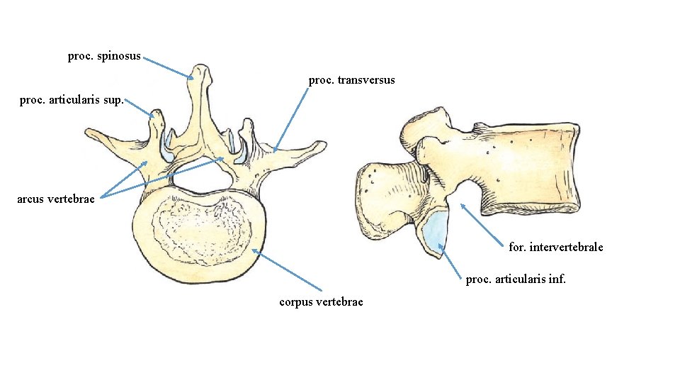proc. spinosus proc. transversus proc. articularis sup. arcus vertebrae for. intervertebrale proc. articularis inf.