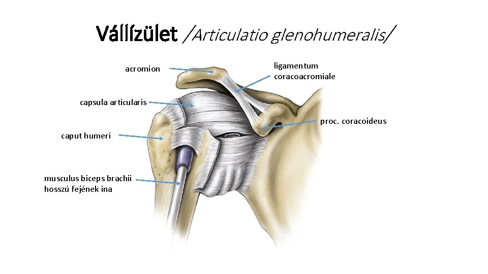 Vállízület /Articulatio glenohumeralis/ acromion ligamentum coracoacromiale capsula articularis proc. coracoideus caput humeri musculus biceps