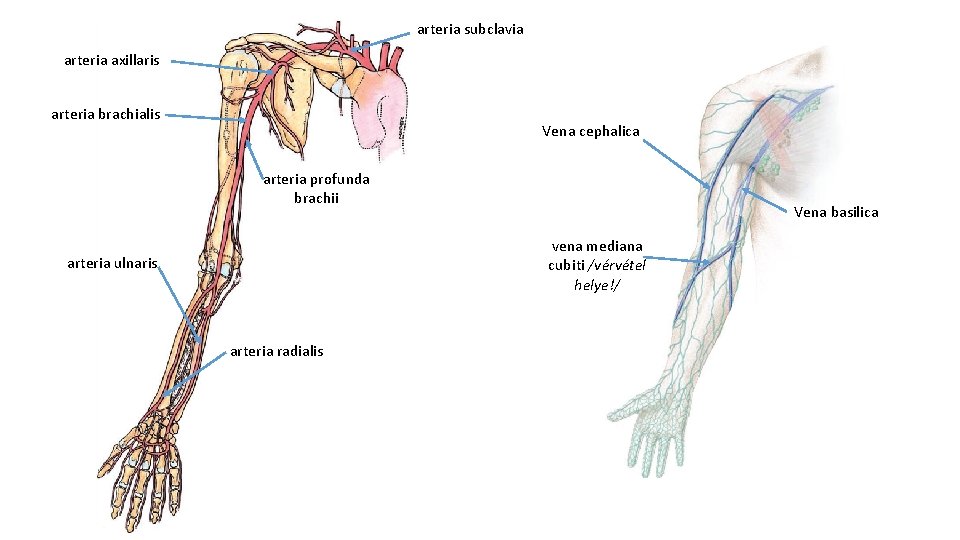 arteria subclavia arteria axillaris arteria brachialis Vena cephalica arteria profunda brachii Vena basilica vena