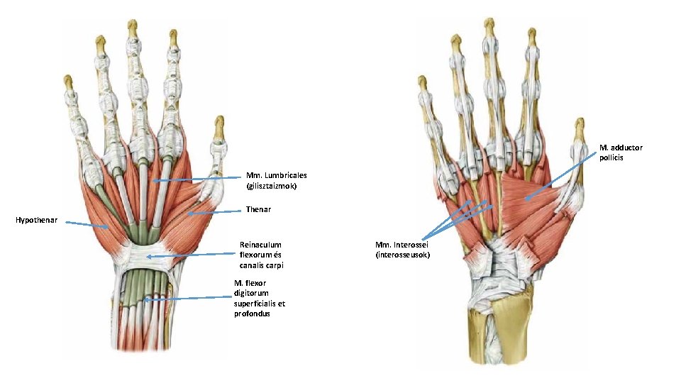 M. adductor pollicis Mm. Lumbricales (gilisztaizmok) Thenar Hypothenar Reinaculum flexorum és canalis carpi M.