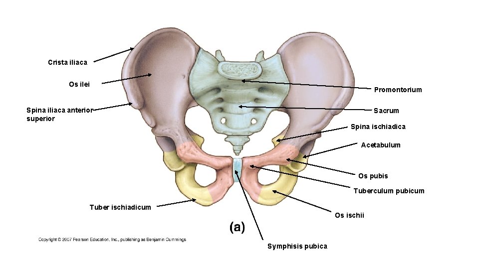 Crista iliaca Os ilei Promontorium Spina iliaca anterior superior Sacrum Spina ischiadica Acetabulum Os