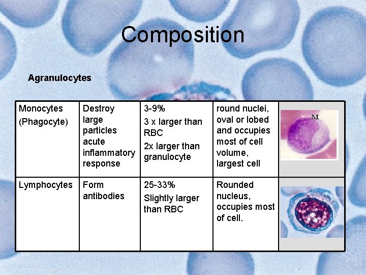 Composition Agranulocytes Monocytes (Phagocyte) Destroy large particles acute inflammatory response 3 -9% 3 x