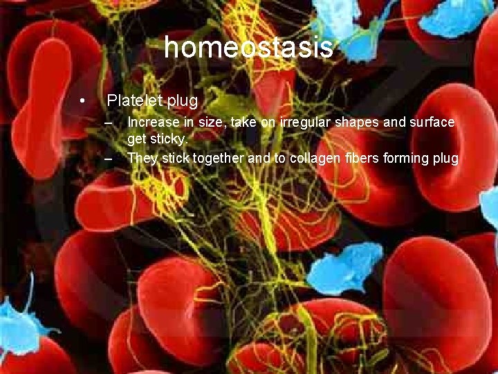 homeostasis • Platelet plug – – Increase in size, take on irregular shapes and