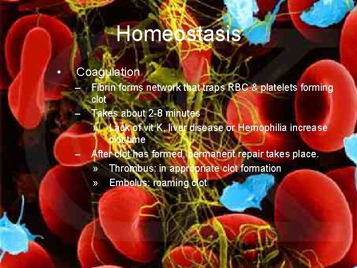 Homeostasis • Coagulation – – – Fibrin forms network that traps RBC & platelets
