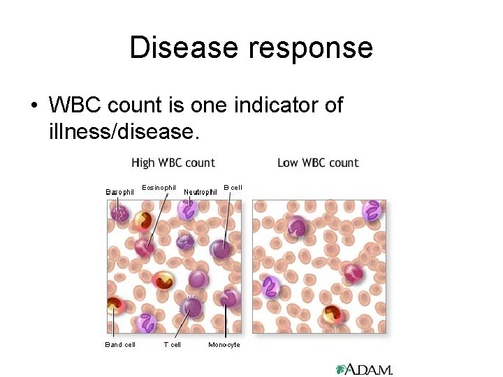 Disease response • WBC count is one indicator of illness/disease. 