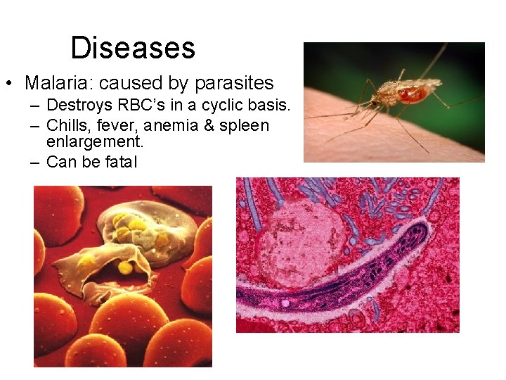 Diseases • Malaria: caused by parasites – Destroys RBC’s in a cyclic basis. –