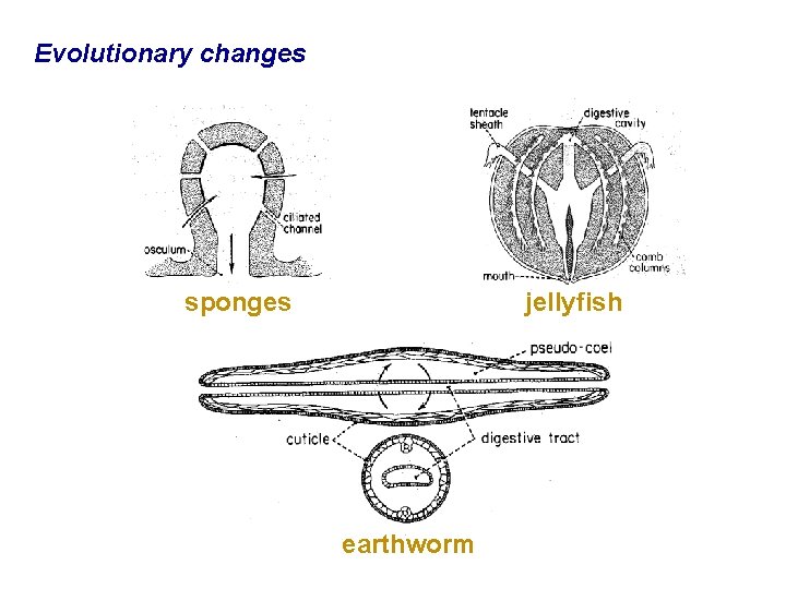 Evolutionary changes sponges jellyfish earthworm 