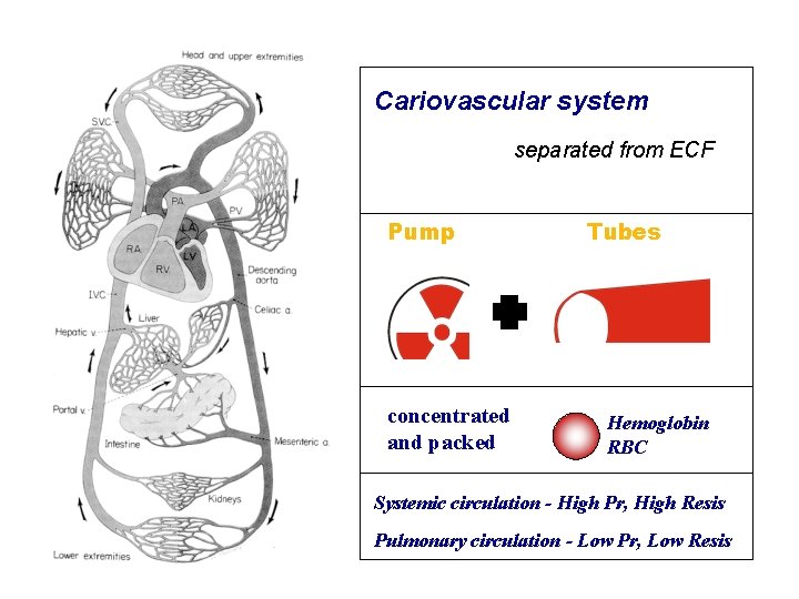 Cariovascular system separated from ECF Pump concentrated and packed Tubes Hemoglobin RBC Systemic circulation