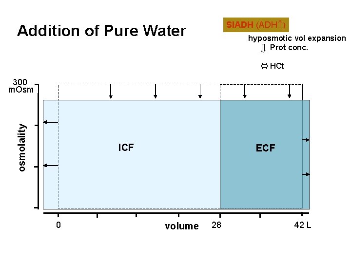 SIADH (ADH ) Addition of Pure Water hyposmotic vol expansion Prot conc. HCt osmolality
