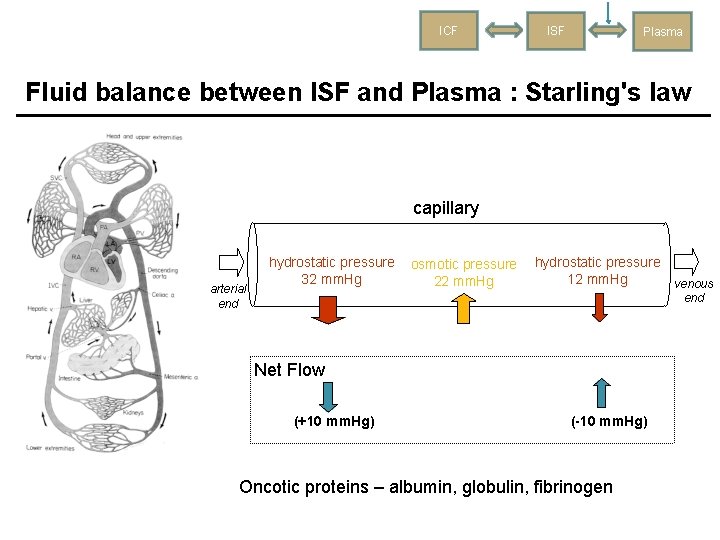 ICF ISF Plasma Fluid balance between ISF and Plasma : Starling's law capillary arterial