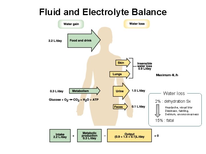 Fluid and Electrolyte Balance Maximum 4 L/h Water loss 2% : dehydration Sx Headache,