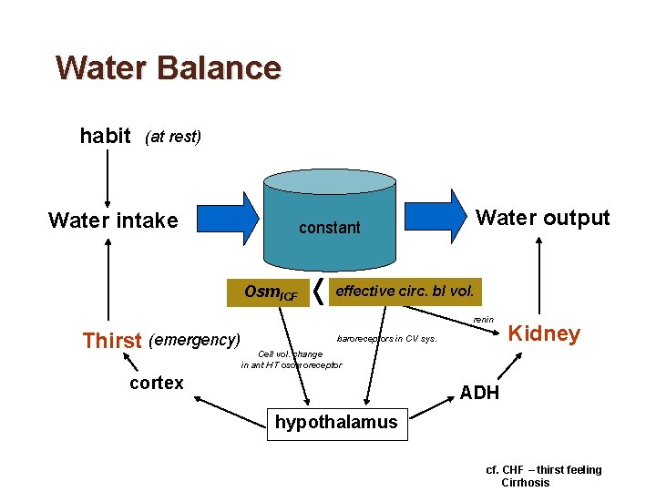 Water Balance habit (at rest) Water intake Water output constant Osm. ICF effective circ.
