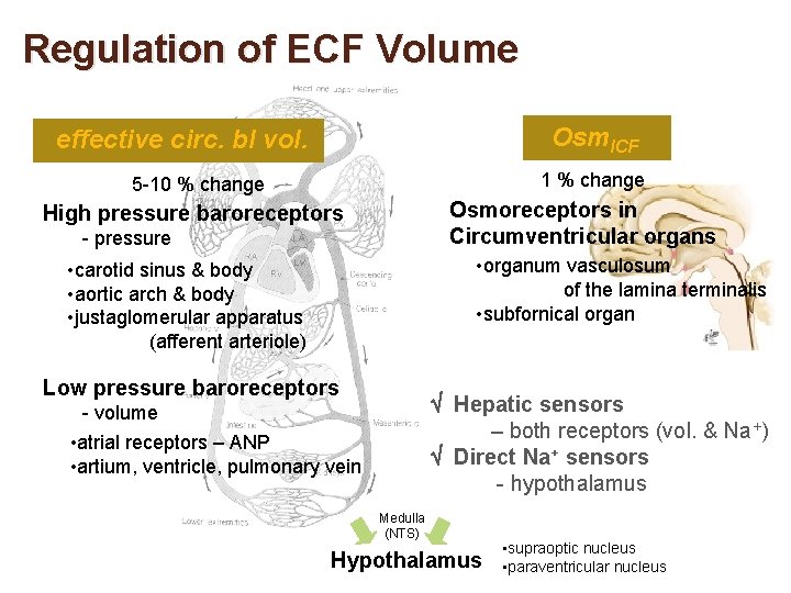 Regulation of ECF Volume Osm. ICF effective circ. bl vol. 1 % change 5
