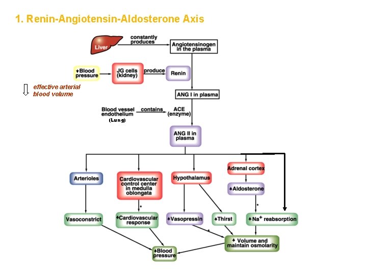 1. Renin-Angiotensin-Aldosterone Axis effective arterial blood volume (Lung) 